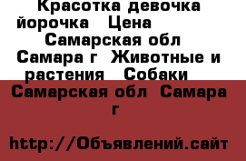 Красотка девочка йорочка › Цена ­ 20 000 - Самарская обл., Самара г. Животные и растения » Собаки   . Самарская обл.,Самара г.